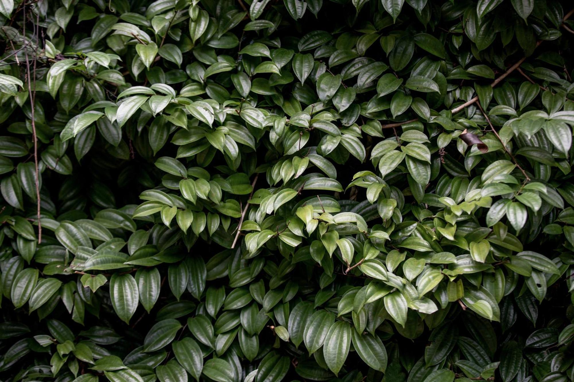 Greenwood Edge แคนดี้ ภายนอก รูปภาพ